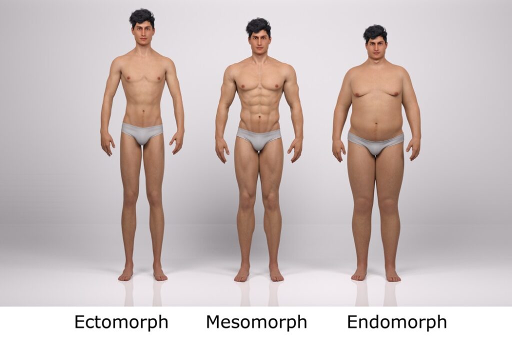 Os três tipos de Biotipo em Homens, Endomorfo, Mesomorfo e Ectomorfo